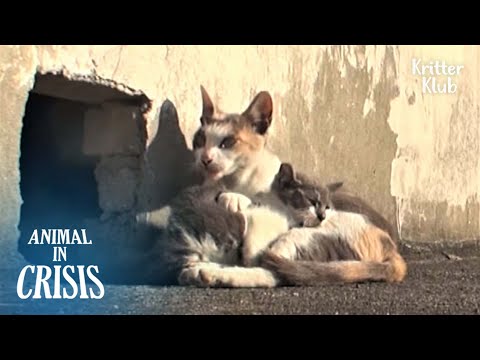 Cat Never Gives Up Her Disabled Child Who Can't Walk On The Rooftop | Animal in Crisis EP187