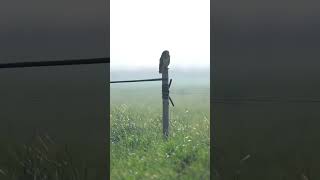 Velduil Zeeland 02052024