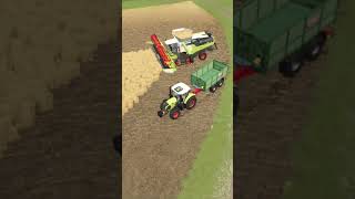 Harvesting Gold with the CLAAS LEXION 8900 | Farming Simulator 25 #fs25