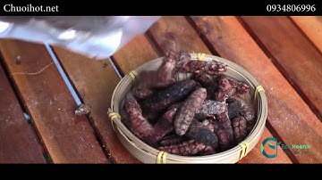 [VIDEO THẬT] CHUỐI HỘT RỪNG NGUYÊN QUẢ