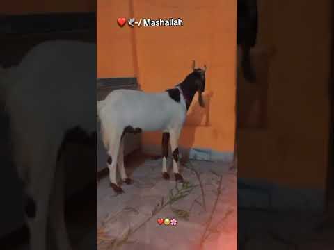 mashallah😘🤍