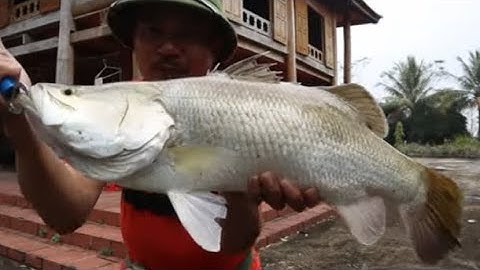 CÁ VƯỢC NƯỚNG PHỦI -MỘT NGÀY ĐI CÂU  VỚI CAO THỦ SĂN CÁ  NHEO KHỔNG LỒ  - PHẦN 2