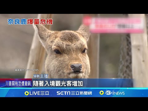 奈良公園"鹿口"壯大! 共"1465頭"數量創新高 吃飽吃好"鹿口"增! 觀光客提高奈良鹿生育率│記者 劉玨妤 │國際焦點20250904│三立新聞台