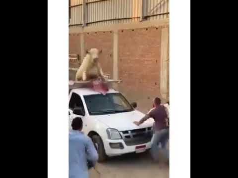 يا عم سيب الراجل هو عارف بيعمل ايه