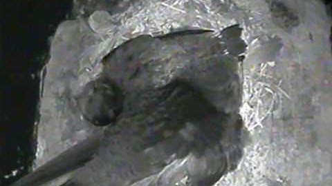 Fostered swift chick preening 3rd August 2018