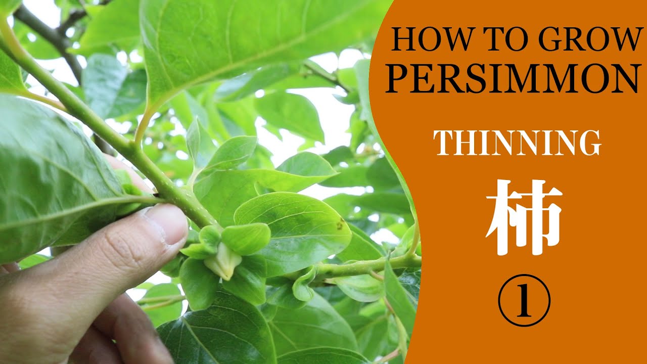 庭の柿の管理　春