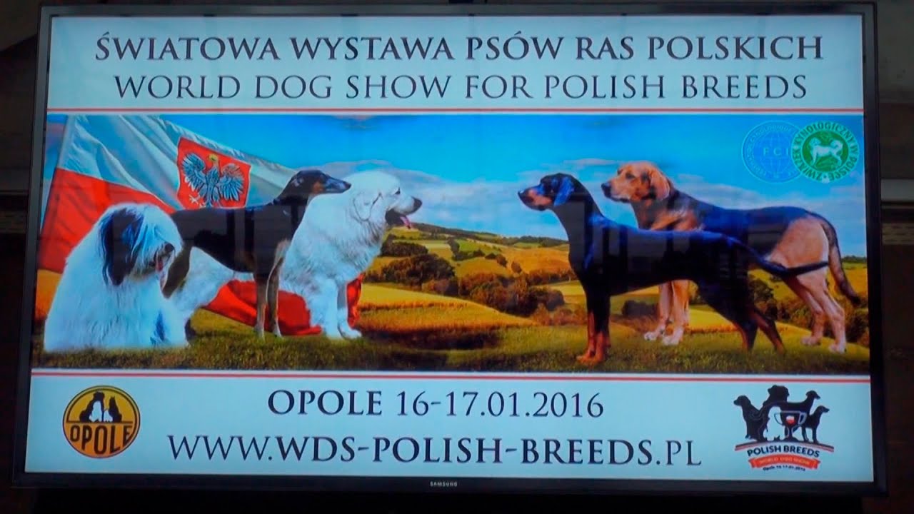 Champion Class Dogs. WDS for Polish Breeds. Tatra Shepherd dog.