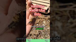 Hadzabe kebal ulat bulu, ini alasannya? #hadzabe #tradisonal #shorts