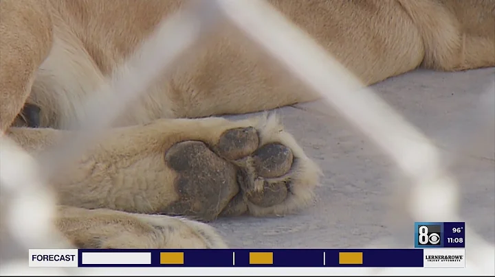 Fundraising letter sent to residents claims lions at Henderson ranch may be euthanized if donation n