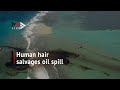 Human hair to the rescue? How hair is helping Mauritius mop up disastrous oil spill