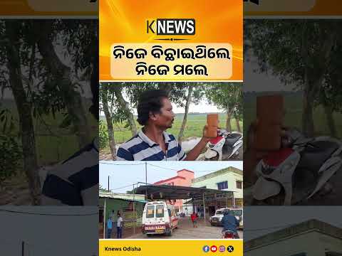 ବାଲେଶ୍ୱର ସିମୁଳିଆରେ ଗୋରୁଙ୍କ ପାଇଁ ବିଛାଯାଇଥିବା ବିଦ୍ୟୁତ ତାର ଲାଗି ୨ ମୃତ। Balasore। Electrocution