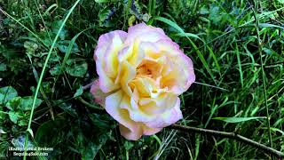 Sequim WA