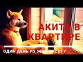 АКИТА в квартире. Двушка/однушка. Один день из жизни Сату.