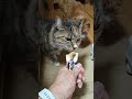 2026 01 16 02 猫動画ショートですニャン ‐ #cat #子ネコ #猫 #catsofyoutube #cats