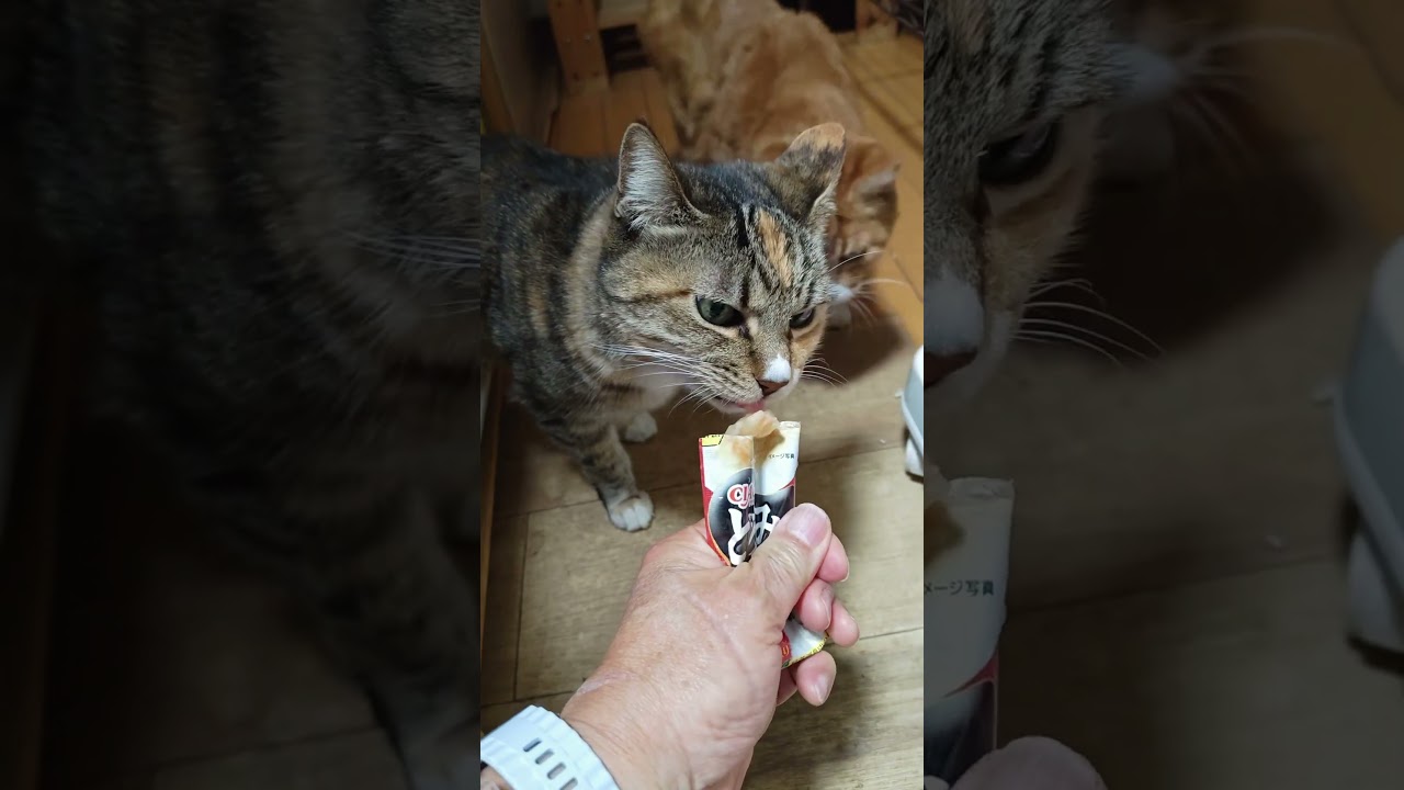 2026 01 16 02 猫動画ショートですニャン ‐ #cat #子ネコ #猫 #catsofyoutube #cats