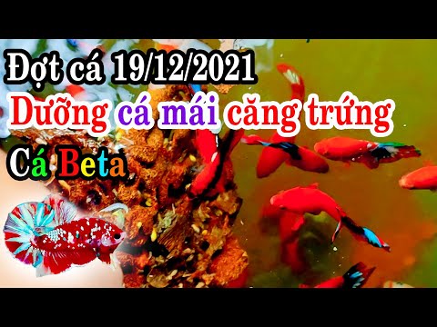 Video Dưỡng cá betta mái căng trứng nhờ cho ăn trứng kiến và... - youtube