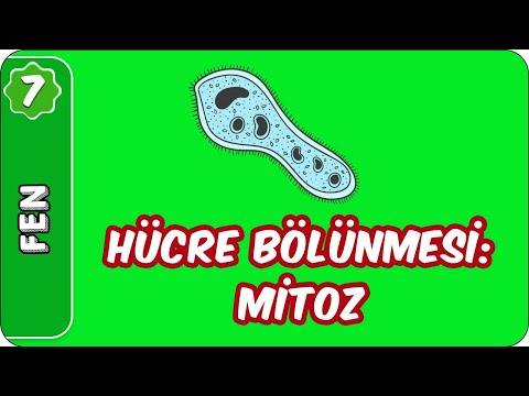 Hücre Bölünmesi: Mitoz | 7. Sınıf Fen #evokul Kampı