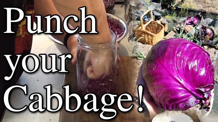 Punching Cabbage Making Purple Sauerkraut Mango Gr...