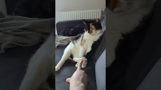 Relaxed Cat Getting Foot Scritches