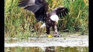 Eagle finds old dead duck for family lunch! Mississippi River Flyway cam. 19 September 2019