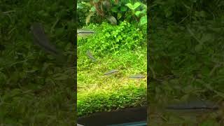 アピスト2期生、元気に成長中！#アクアリウム #水槽 #アピストグラマ #アピスト