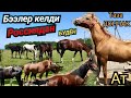 сатылды жарымы  Россиядан Будён бээлер,кучтуу аттар 😱ДОНЧАКТЫН ТАЗАСЫ 🚀ШТОРМДУН ЛИНИЯСЫ