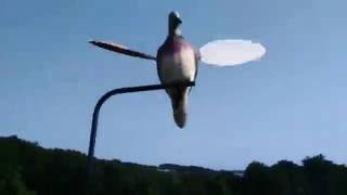 Motorlu üveyik mühresi 2000₺