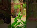মৃত্যুকে যে চেনে আখেরাতকে যে চিনে। সে কখনো অন্যর ক্ষতি করবে না। #campursari #coversong #hijab