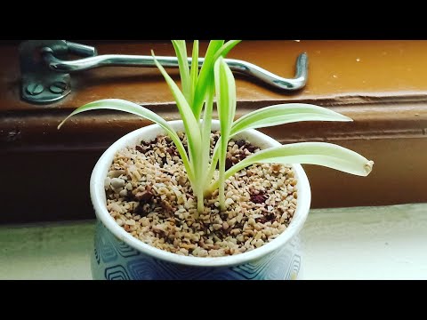 Video: Chlorophytum տանը առողջության և գեղեցկության համար