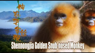 Shennongjia Golden Snubnosed Monkeys and Their Four Seasons 神农架金丝猴的四季