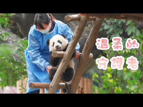 《熊貓早晚安》有奶媽在，別怕 | iPanda熊貓頻道