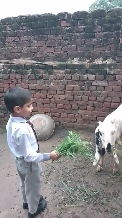 very funny goat || Mohammed umar ki bakri Umar is my son
