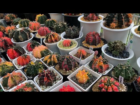 Wideo: Rozmnażanie kaktusów: porady ogrodnika