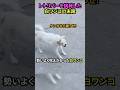 レトリバーを挑発した白ワンコの末路#犬 #犬動画 #犬のいる暮らし
