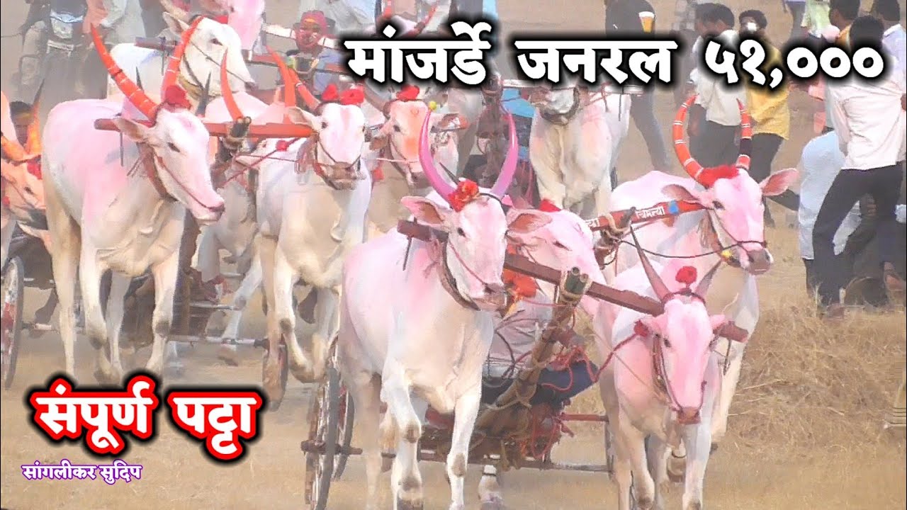 मांजर्डे जनरल ५१,००० ₹ | बुलेट छब्या १ ,चिमण्या २ ,पोमाजे भुजार ३, manjarde  हरण्या चा खोळंबा