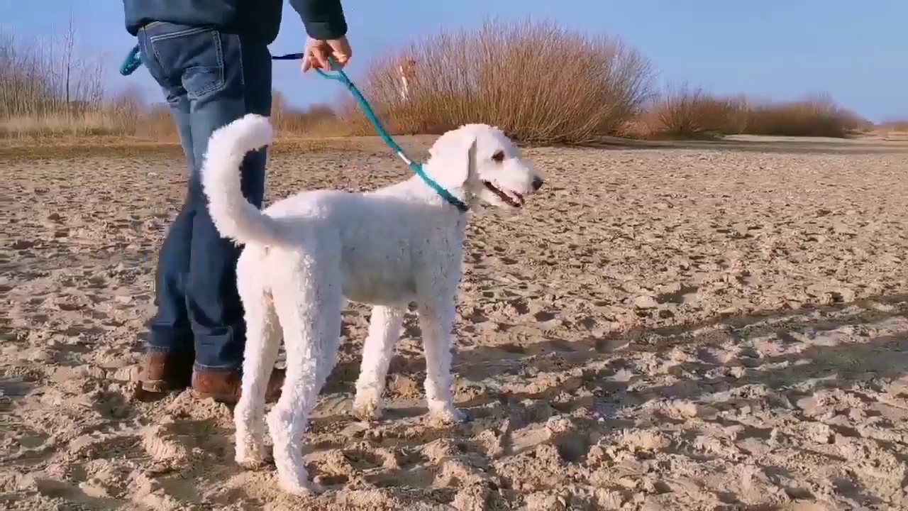 Agilityleine Vario PRO by Viiwi.de