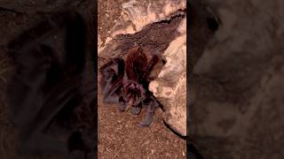 Spider Vs. Cricket No Mercy