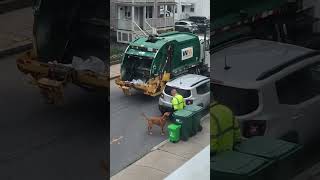 Danny the garbage man has the contend with a new dog every single day