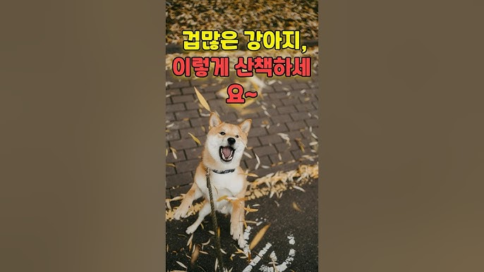 겁이 많은 강아지와 산책할 때 도움이 되는 팁