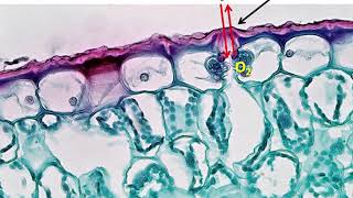 Photosynthesis | Sunlight | Photosynthesis in plants | Natural glucose | Carbon di oxide | Oxygen
