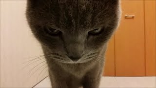 触るものみな傷つける、ケンカ好きのヤンキー灰色猫