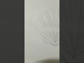 sea shell drawing