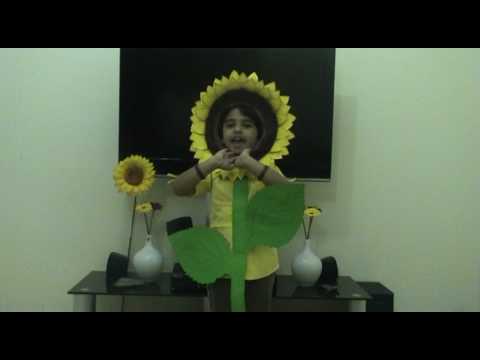 Simply Human...: Little Sunflower