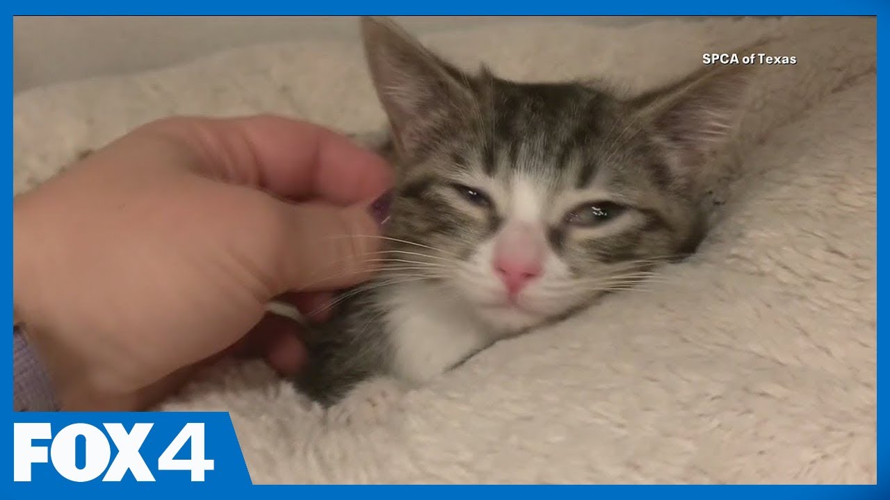 Adoptions down at Dallas Animal Services as more people return to work