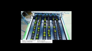 Avocado sorting line # automatic sorting machine # fruit sorting # automated equipment