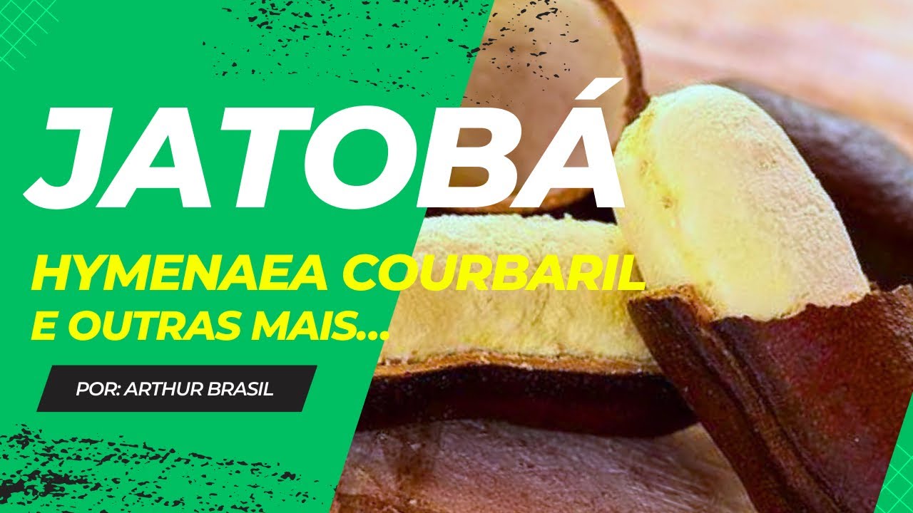 TUDO QUE VOCÊ PRECISA SABER SOBRE O JATOBÁ 🌳 - YouTube