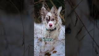 Lny Nevek Kutyk Szerint Prt3