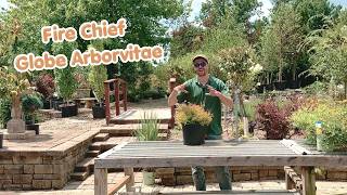 Fire Chief Globe Arborvitae Rohr s Nursery Shrub of the Week