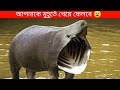 আমাজন জঙ্গলের মানুষ খেকো প্রাণী 😮 | Top 5 Most Dangerous Animal Of Amazon Rainforest In Bengali