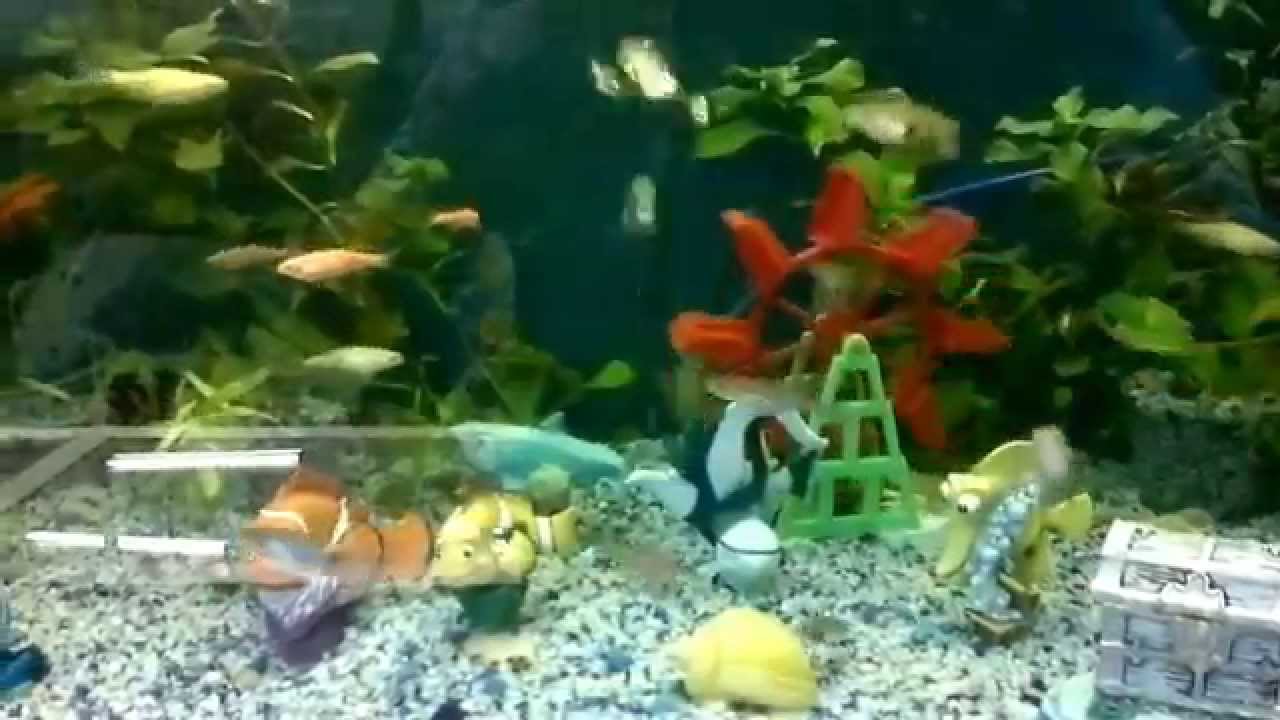 centro-comercial-minka-acuario-don-pez-youtube